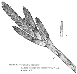 Tillandsia chartacea L.B.Sm.Illustration du protologue.