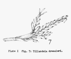 Tillandsia dressleri L.B.Sm.Illustration du protologue