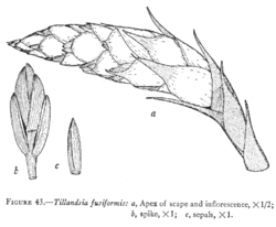 Tillandsia fusiformis L.B.Sm.Illustration du protologue.