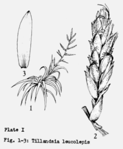 Tillandsia leucolepis L.B.Sm.Illustration du protologue
