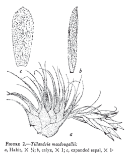 Tillandsia_macdougallii L.B.Sm.Illustration du protologue.