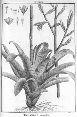 Tillandsia maculata Ruiz & Pav.Illustration du protologue