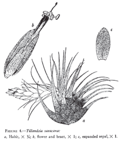 Tillandsia_oaxacana L.B.Sm.Illustration du protologue.