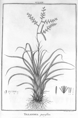 Tillandsia parviflora Ruiz & Pav.Illustration du protologue