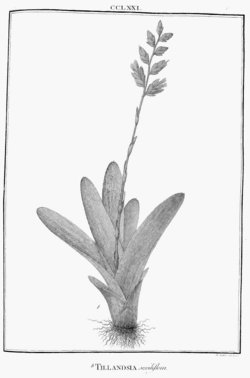 Tillandsia sessiliflora Ruiz & Pav.Illustration du protologue
