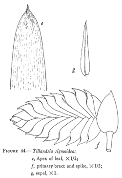 Tillandsia sigmoidea L.B.Sm.Illustration du protologue.