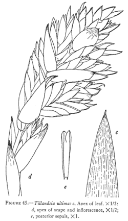 Tillandsia ultima L.B.Sm.Illustration du protologue.