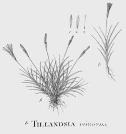 Tillandsia virescens Ruiz & Pav.Illustration du protologue