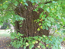  Branches épicormique en bas de tronc