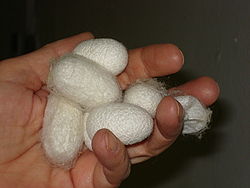 Cocons de vers à soie
