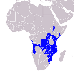 Tockus alboterminatus - Distribution.png