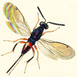  Torymus nobilis