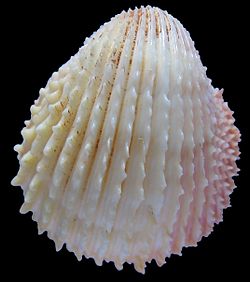  Trachycardium belcheri