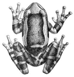  Trachycephalus coriaceus