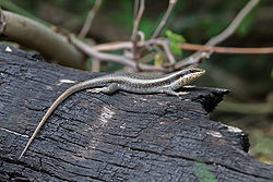  Trachylepis striata