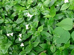  Tradescantia fluminensis