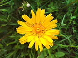  Tragopogon pratensis 