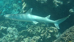  Requin corail (Triaenodon obesus)