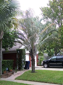  Dypsis decaryi