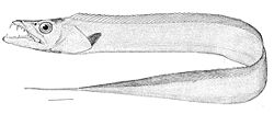 Trichiurus lepturus.
