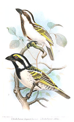  En haut un Barbican à tête noire(T. melanocephala)En bas T. leucomelas affinis