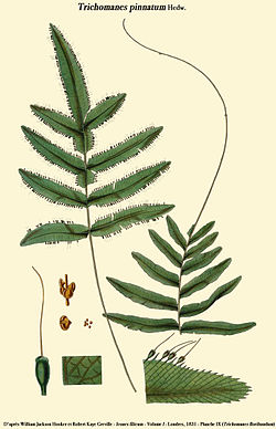  Trichomanes pinnatum