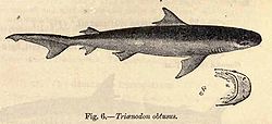  Carcharhinus amboinensis