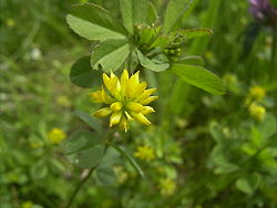  Trèfle douteux (Trifolium dubium)