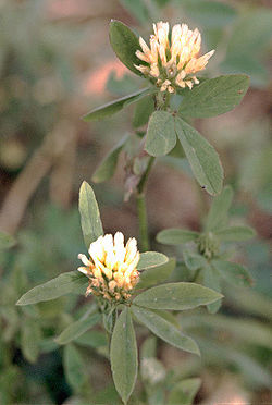  Trifolium alexandrinum