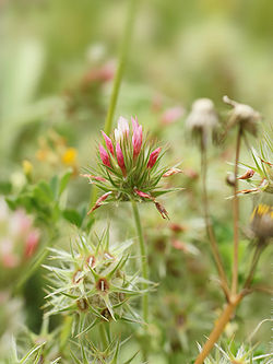 Trifolium stellatum (flowers).jpg