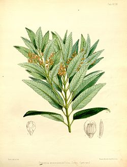  Trimenia weinmanniaefolia