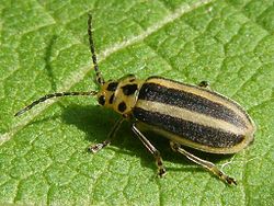  Chrysomèle rayée de la verge d'or