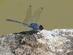  Trithemis dejouxi