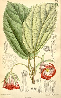  Trochetia blackburniana