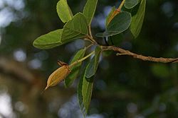  Fruit de Trochetia granulata