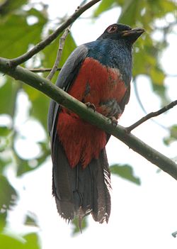   Trogon melanurus