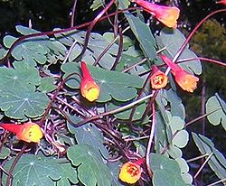  Tropaeolum tuberosum, Fleurs et feuilles.