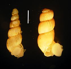  T. Sucylindrica. Juvénile à gauche,adulte à droite. La barre mesure 1 mm