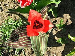  Tulipa greigii