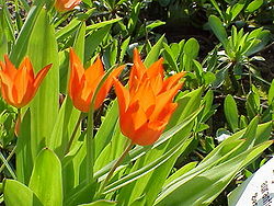  Tulipa praestans