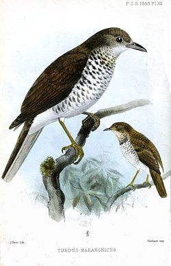  Turdus maranonicus