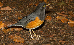  Turdus dissimilis mâle