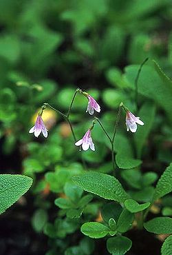  Fleurs jumelles, caractéristiques de Linnaea borealis