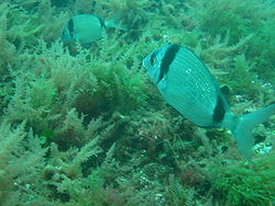  Deux sar à tête noire (Diplodus vulgaris).En fond, Asparagopsis armata