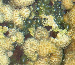  Valonia ventricosa,dans les anfractuosités d'un corail