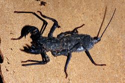  Typopeltis sp.