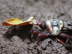  Ucides cordatus