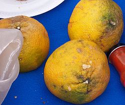  Ugli (fruit de Citrus ×tangelo)