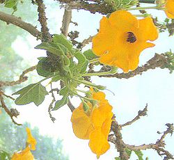 Fleurs d'Uncarina grandidieri