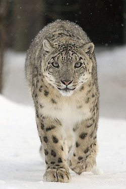  Léopard des neiges